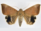 Achaea violaceofascia